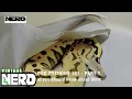 Blood Pythons 101 - Part 1-What you should know about them