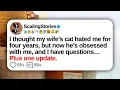 Download Lagu I Thought My Wife’s Cat Hated Me for Four Years, but Now He’s Obsessed with Me | Reddit Updates
