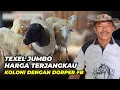 Harga Domba Texel Koloni Dorper FB Di Istana Rojokoyo | @AGROTV9 