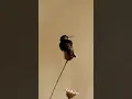Download Lagu Hummingbird Feeding #nature #birding #wildlife #adventure