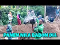 Download Lagu THANK GOD, HARVESTED NILE BABON IN A 5 MILLION+ POND