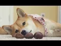 Fall Treat for Dogs ROASTED CHESTNUTS