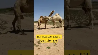 اذا شفت بعير متجه نحو بعير حول بينهم 