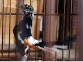 Download Lagu SUARA BURUNG : Aksi Murai Batu Blorok