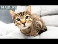 Adoptions help save animals and Dallas Pets Alive wants you to help them Quakecon 2026