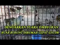 Download Lagu Suara opior jawa ombyokan sangat cocok untuk merangsang bunyi opior dirumah.