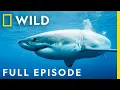 Killers of the Ocean Orcas vs Great Whites Full Episode Nat Geo Wild