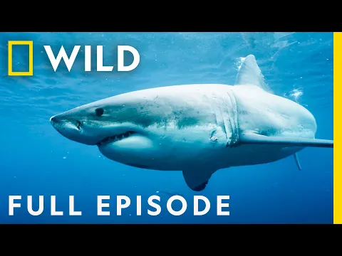 Download MP3 Killers of the Ocean: Orcas vs. Great Whites (Full Episode) | Nat Geo Wild