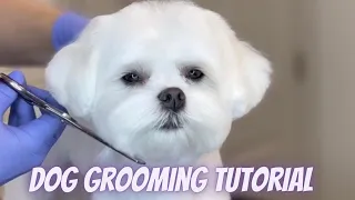 Download DOG GROOMING TUTORIAL - Step by Step Maltese haircut MP3