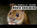 1 Hour of Mouse Squeaking | Animal Sounds with Peter Baeten