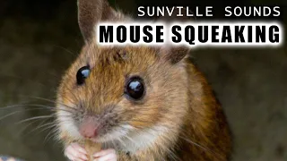 1 Hour Of Mouse Squeaking Animal Sounds With Peter Baeten 