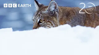 How Does A Bobcat Hunt In Winter? | 20 Years of Planet Earth II | BBC Earth