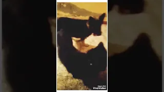 كلبي  ده كل  ابترل  دندنها