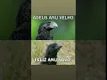 Download Lagu Adeus ano velho feliz ano novo
