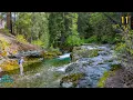 Download Lagu Ik heb mijn GROOTSTE forel ooit gevangen || Vliegvissen op Bigfoot (Idaho Bulls deel 2)
