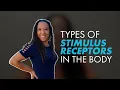 What are the Different Types of Stimulus Receptors in the Body
