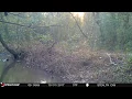 Black Coyotes in NW Georgia