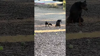 Dog park and new friends !  #fyp #dream #doberman #pets #youtube