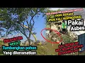 Download Lagu SERU BANGET❗️EXCAVATOR PAKDE MUJI PINDAH LOKASI BARU DISURUH WARGA TUMBANGKAN POHON KRAMAT