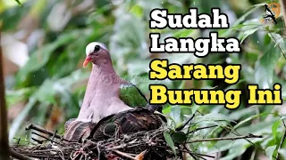 Download Sarang Burung Delimukan Zamrud Di Alam Liar #delimukan #delimukanzamrud #punaitanah #punai_gading MP3