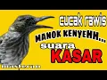 Download Lagu cucak rawis gacor suara kasar Masteran joSs..!