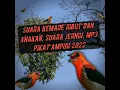Download Lagu suara pikat burung. kemade ribut dan anakan memanggil induk. pikat ampuh kemade 2022