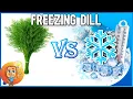 Freezing Dill - Can dill be frozen and then used later