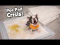 Lagu Pee Pad Emergency! Tiny Frenchie Demands a Fresh One NOW 😆