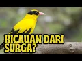 SI KUNIING, BURUNG KICAU DARI SURGA?! #happynature 