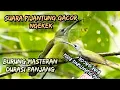 Download Lagu Suara MASTERAN BURUNG PIJANTUNG Ngekek