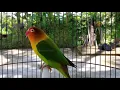 Lagu Lovebird jantan memanggil betina di sertai ngekek cocok jadikan pancingan lb anda