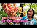 Lagu Pupuk Multifungsi! Pertumbuhan Oke, Pembuahan Juga Joss. KKG Grape Garden