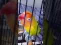 Lagu Lovebird LOVENDA ngekek gigit Rujii