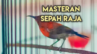 sepah raja kolibri burung kicauan gacor langsung nyaut