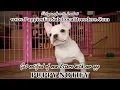 WHITE FRENCH BULLDOG PUPPIES FOR SALE GEORGIA LOCAL BREEDERS GA