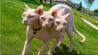 1000 Yılda Bir Kez Doğan 30 İnanılmaz Kedi! ( Görenler İnanamıyor! )