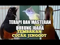 Download Lagu Suara MASTERAN CUCAK JENGGOT mbeset Ngepik || untuk ANIS MERAH dan Murai Batu
