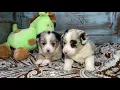 Augie puppies Toy Aussie Corgi at Lindsey s Aussies Available females in this