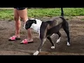Victim Of Pitbull Scam At Dog Park