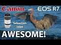 Canon R7 Sebastian Inlet Tidal Pool Amazing Bird Photography RF 100-500