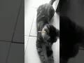 Lagu emeng emeng cing ucing cingcong main keset 😹 #funnycat #catlovers #Shortsvidio #kucing #Shorts