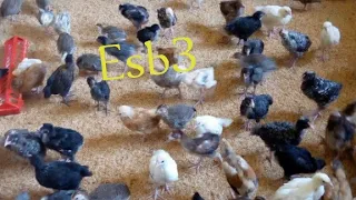 esb3 kutibu kuhara damu