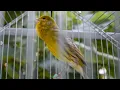 Download Lagu Canary Owners: Do This And Your Canaries Will Never Stop Singing!