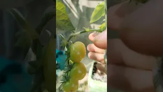 كيف نسرع من نضوج ثمر الطماطم 