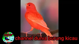 Download Pancingan Burung Kenari Muda/Bahan Agar Cepat Bunyi \u0026 Gacor , Cengkok Enak Durasi Panjang MP3