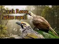 Download Lagu SUARA CUCAK ROWO GACOR DI ALAM LIAR | PANCINGAN CUCAK ROWO BAHAN AGAR CEPAT BUNYI ROPEL