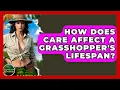 How Does Care Affect A Grasshopper s Lifespan - Reptilian Wonders