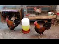 Dia de limpieza y sacando los Gallitos Miniatura Alimonados