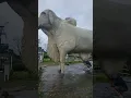 Download Lagu World's Largest Cow Statue 😄 #cows #philippines #landmark #animal #statue #kentot #travel #funny