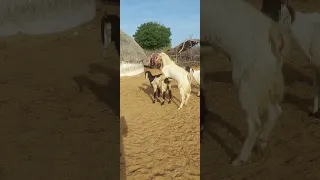 مشهد طبيعي لتزاوج التيس والماعز في منطقة ريفية 